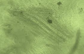 Image result for Morinda lucida