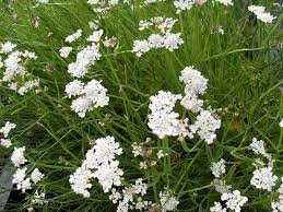 Image result for Oenanthe procumbens