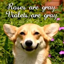 So Cute Valentine S Day To A Dog Dog Quotes Funny Funny Dogs Funny Pictures