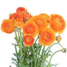 Orange Ranunculus Bulk Flower Orange Ranunculus Wholesale Flowers Flower Bouquet Wedding