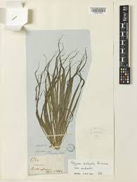 Image result for Blyxa hexandra