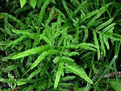 Image result for Pteris burtonii