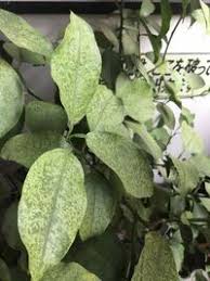 ゆずの葉が白いのですが ゆずを昨年12月に種を植えました そ Yahoo 知恵袋