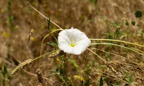 Image result for Ipomoea violacea