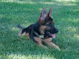 Check spelling or type a new query. Vollmond Puppies Elisa Litter 2019