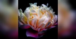 Joanne Lyons Obituary