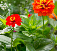 Best selections for australian gardens. Zinnias Plants Tips How To Grow Plant Zinnia From Seed To Flowering