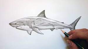 En idibujos tienes muchísimos dibujos como dibujos de tiburones totalmente gratis para imprimir, pintar y colorear si lo deseas, para entretenimiento o estudio, ya sea para hacer en casa o en cualquier centro educativo. Como Dibujar Un Tiburon Realista Facil Paso A Paso Youtube