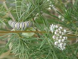 Pine Needle Milkweed Asclepias Linaria Asclepias Butterfly Garden Plants Milkweed