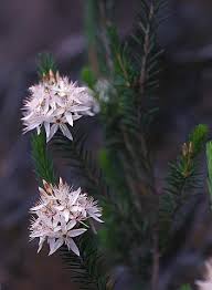 Image result for Tetragonia calycina