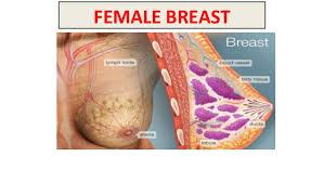 Vestibular anatomy and neurophysiology online course: Female Breast Anatomy And Physiology