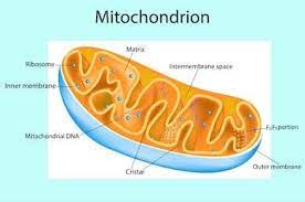 The mitochondria are the power house of the cells. Which Organelle Carries Out The Most Cellular Respiration Quora