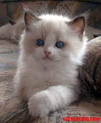 With weekly brushing with the furminator deshedding edge cat brush, you can reduce the amount of shed fur found on your furniture and clothes. Ragdoll Cats Cute Cats Hq Pictures Of Cute Cats And Kittens Free Pictures Of Funny Cats And Photo Of Cute Kittens