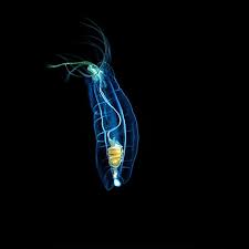 Image result for Aneilema chrysopogon