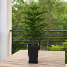 Image result for Araucaria cunninghamii