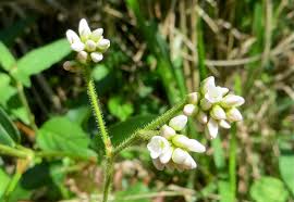 Image result for Persicaria strigosa