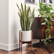 We did not find results for: Best House Plants Our Top Picks For Low Light Clean Air Bathrooms And Easy Care