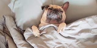 Why Do Dogs Howl In Their Sleep Creepy Behavior