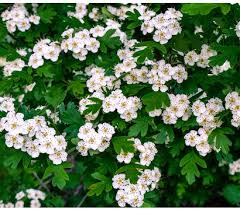 Jun 08, 2012 · it is actually a bush but over time it can get so large it starts to look more like a tree. Weissdorn Eingriffliger Weissdorn Dehner