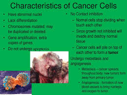 A cancer cell is an abnormal cell that doesn't follow this cycle. Cancer Ppt Download