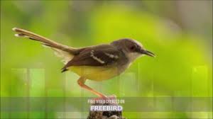 Pemasteran adalah hal terpenting dalam pemeliharaan burung kicau karena suara masteran. Download Download Suara Burung Ciblek Kristal Betina Mp3 Gratis Mp3 Mp4 3gp Flv Download Lagu Mp3 Gratis