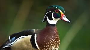 نتیجه جستجوی لغت [canard] در گوگل