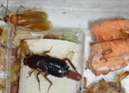 Best pest control in elk grove, california. Home Pest Control Elk Grove Ca