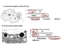 We did not find results for: Cell Transport Review Grab Your Folder And A Highlighter On Your Way To Your Assigned Seat Take Out Something To W Cell Transport Plasma Membrane Petri Dishes