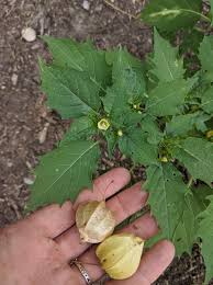 Image result for Physalis angulata
