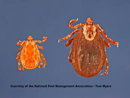 While using a regular preventative tick product can cut the likelihood that you'll see ticks on your dog in the first place, knowing how to spot them will mean you are ready to act if you need to. What Does A Tick Look Like Tick Guide Identification