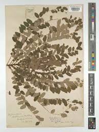 Image result for Phyllanthus pinnatus