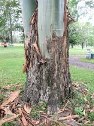 Image result for Eucalyptus torelliana