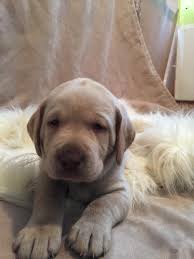 How big are yellow lab puppies? Labrador Retriever Puppies For Sale Owosso Mi 181445