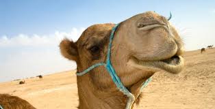 Another old english word for the beast was olfend, apparently based on confusion of camels with elephants in a place and time when both were unknown but for travelers' vague descriptions. Aramaic New Covenant Issues A Greek Camel An Aramaic Rope The Words Of Yeshua Ha Mashiyach Which Is Best