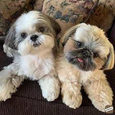 The shih tzu pitbull mix is likely to be a confident and outgoing member of the family. When Do Shih Tzu Puppies Get Fluffy Kozhikode Zamroo