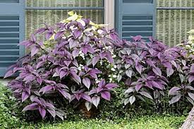 Bep4889 Strobilanthes Dyerianus Persian Shield Asset Details Shade Plants Perennial Plants Plants