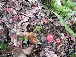 Image result for Thonningia