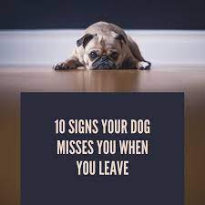 10 Signs Your Dog Misses You When You Re Gone Pethelpful