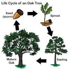 Aisdprekshare Tree Homes Unit Resources Tree Life Cycle Life Cycles Trees To Plant