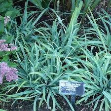 Image result for Carex johnstonii