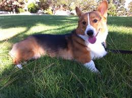 Akc pembroke welsh corgi puppies for sale. Tricolor Pembroke Welsh Corgi Free Image Peakpx