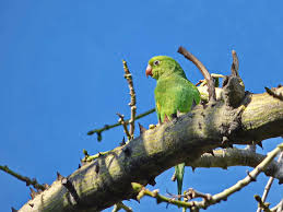 The wingspan of these birds is 12 in (30.5 cm). Yellow Chevroned Parakeet Photograph By Lyuba Filatova