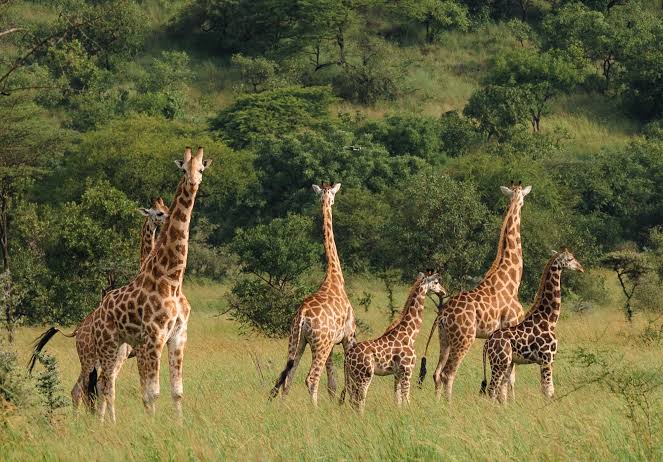 Giraffe in the savannah landscape of Pian Upe Wildlife Reserve Uganda