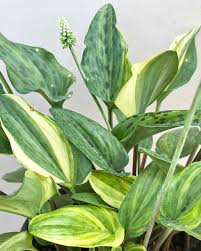 Image result for Drimiopsis maculata