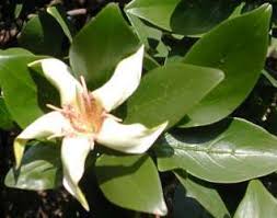 Image result for Rothmannia urcelliformis