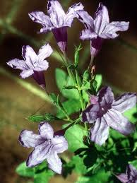 Image result for Ruellia cordata