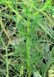 Image result for Lepidium bonariense