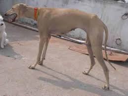 Rajapalayam Dog Dogs Dog Photos Cute Dogs However, since the wildlife protection act of 1972 was passed, these dogs have been acting as guard dogs. rajapalayam dog dogs dog photos