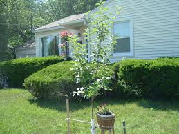 'snowsweet' • bred at the university of minnesota and released in 2006; Snowsweet Apple Pruning 339890 Ask Extension