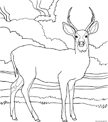 Download all free deer coloring pages and enjoy colorful world of colors. Realistic Mule Deer Coloring Pages Printable